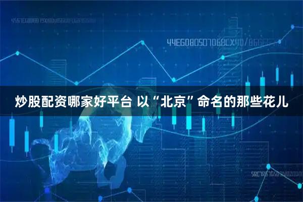 炒股配资哪家好平台 以“北京”命名的那些花儿