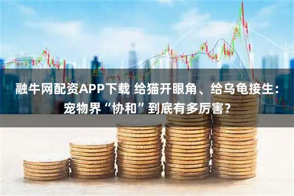 融牛网配资APP下载 给猫开眼角、给乌龟接生:宠物界“协和”到底有多厉害?