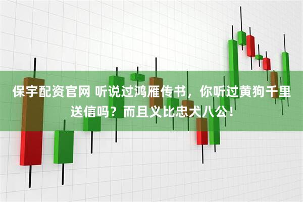 保宇配资官网 听说过鸿雁传书，你听过黄狗千里送信吗？而且义比忠犬八公！